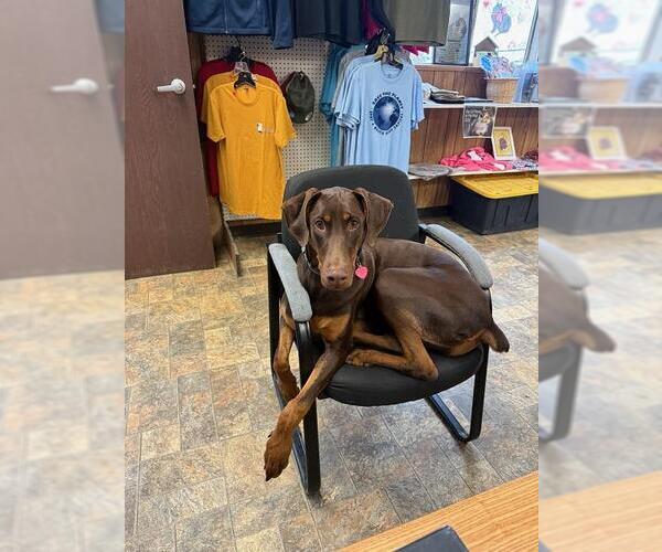 Medium Photo #4 Doberman Pinscher Puppy For Sale in Parlier, CA, USA