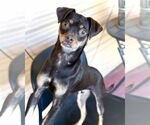 Small #5 Chihuahua Mix