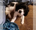 Small Photo #10 Cocker Spaniel Puppy For Sale in FORSYTH, GA, USA