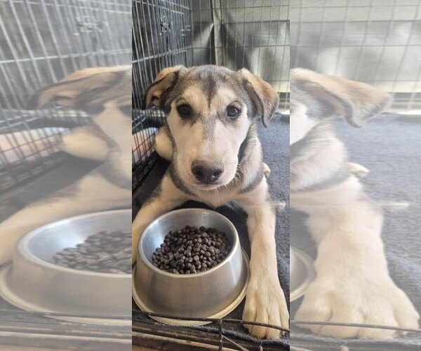 Medium Photo #3 Siberian Husky-Unknown Mix Puppy For Sale in Cedar Crest, NM, USA