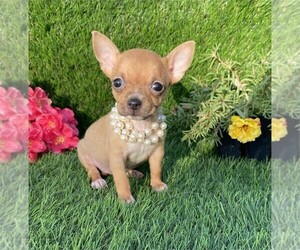 Chihuahua Puppy for sale in ORLANDO, FL, USA