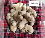 Small Photo #4 Golden Retriever Puppy For Sale in NASHVILLE, NC, USA