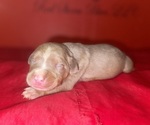 Puppy Puppy 2 American Bully