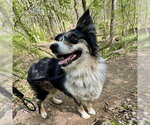 Small #4 Australian Shepherd Mix