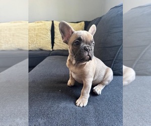 French Bulldog Puppy for Sale in REVERE, Massachusetts USA