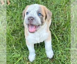 Fiji Pup - Rewa - Female Colonial Cocker Spaniel-Unknown Mix Dog for Adoption - Photo #2