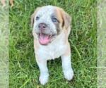 Small Photo #2 Colonial Cocker Spaniel-Unknown Mix Puppy For Sale in San Diego, CA, USA