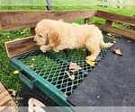 Small #3 Goldendoodle