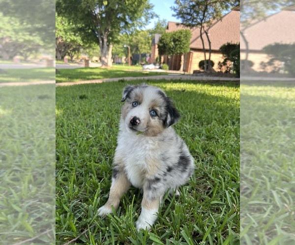 Medium Photo #1 Miniature Australian Shepherd Puppy For Sale in NORTH RICHLAND HILLS, TX, USA