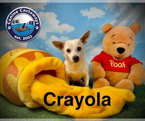 Crayola - Male Chihuahua-Unknown Mix Dog for Adoption - Photo #4
