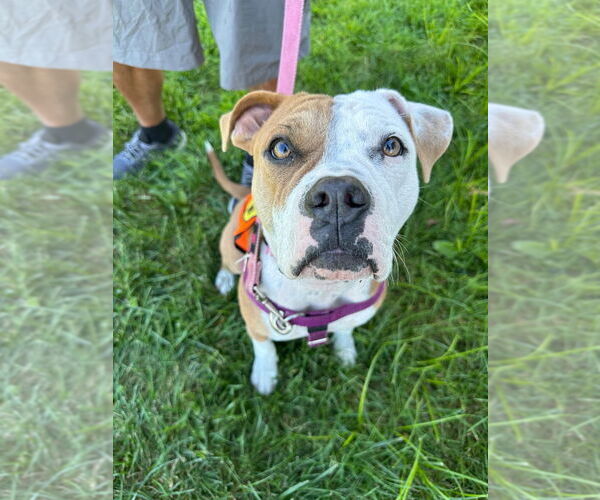 Medium Photo #1 American Bulldog-American Staffordshire Terrier Mix Puppy For Sale in Lawrenceville, NJ, USA
