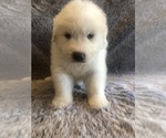 Small #5 Great Pyrenees