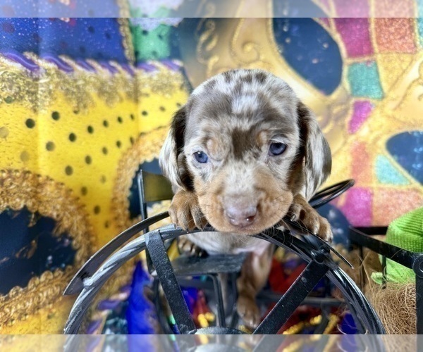 Medium Photo #3 Dachshund Puppy For Sale in CASSVILLE, MO, USA