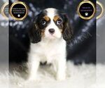Puppy Emerald Cavalier King Charles Spaniel