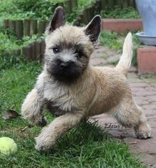 Cairn Terrier Puppy for sale in NEWARK, NJ, USA