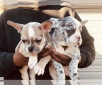 Small Photo #8 French Bulldog Puppy For Sale in KENDALL PARK, NJ, USA