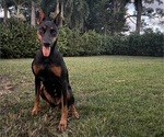 Small Photo #1 Doberman Pinscher Puppy For Sale in JUPITER, FL, USA