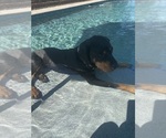 Small Photo #1 Catahoula Leopard Dog Puppy For Sale in HOLLISTER, CA, USA