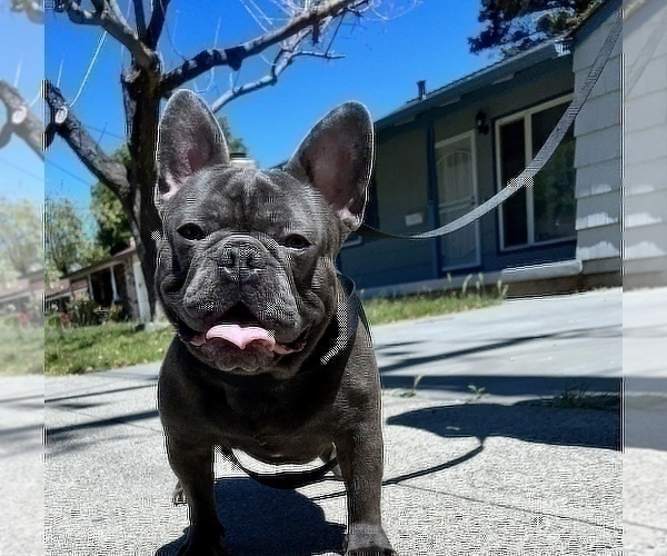 Medium Photo #1 French Bulldog Puppy For Sale in HAYWARD, CA, USA