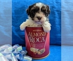 Small #7 Havanese