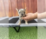 Small Photo #43 French Bulldog Puppy For Sale in OCEANSIDE, CA, USA