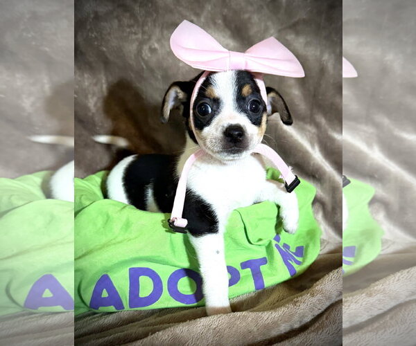 Medium Photo #1 Rat Terrier Puppy For Sale in Holly Springs, NC, USA