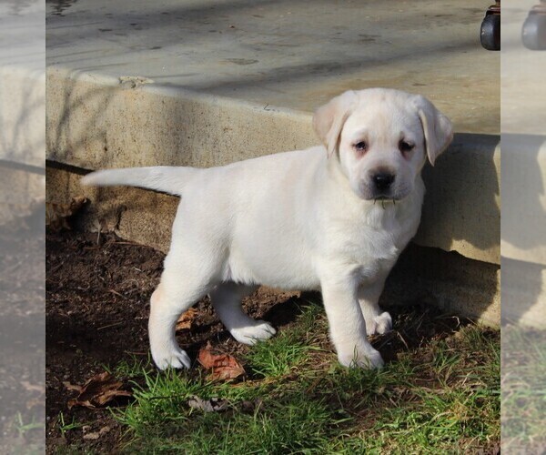 Medium Photo #2 Labrador Retriever Puppy For Sale in LEOLA, PA, USA