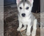 Small Photo #2 Siberian Husky Puppy For Sale in BLOOMFIELD, KY, USA