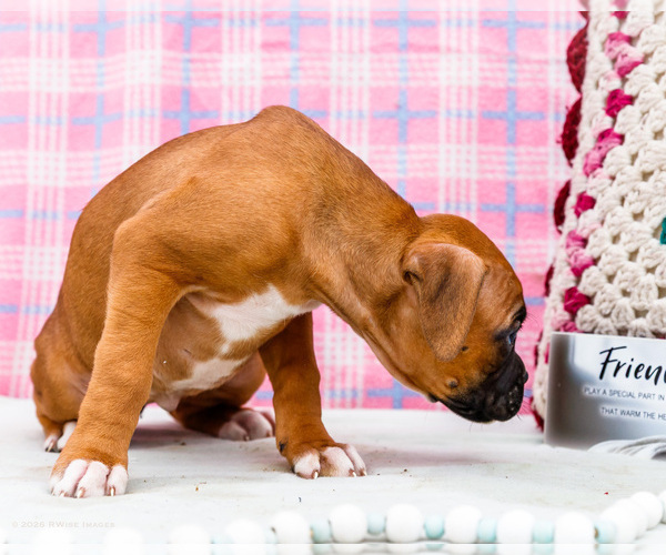 Medium Photo #4 Boxer Puppy For Sale in WAKARUSA, IN, USA