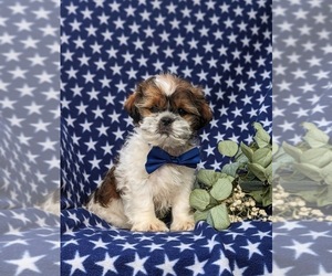 Shih Tzu Puppy for sale in OXFORD, PA, USA