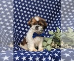 Small Photo #1 Shih Tzu Puppy For Sale in OXFORD, PA, USA