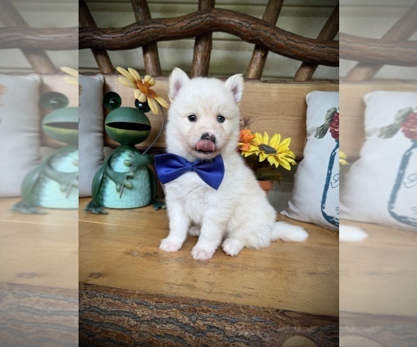 Medium Photo #19 Pomsky Puppy For Sale in VENUS, PA, USA