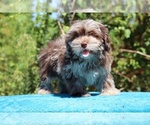 Image preview for Ad Listing. Nickname: Dazzler