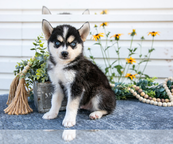 Medium Photo #9 Pomsky Puppy For Sale in ELIZABETHTOWN, PA, USA