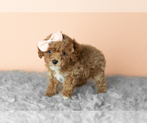 Cavapoo mix (+ Poodle Miniature) Puppy for sale in MILLERSBURG, IN, USA
