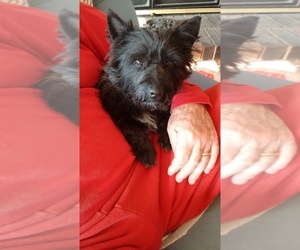 Mother of the Cairn Terrier puppies born on 08/13/2023