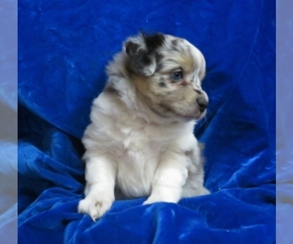Medium Photo #4 Miniature Australian Shepherd Puppy For Sale in NORWOOD, MO, USA