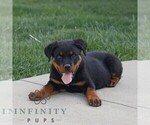 Small #2 Rottweiler