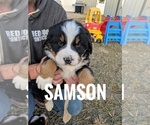 Small Photo #8 Bernese Mountain Dog Puppy For Sale in BONNERS FERRY, ID, USA
