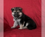 Small Photo #4 German Shepherd Dog Puppy For Sale in HOPEDALE, IL, USA