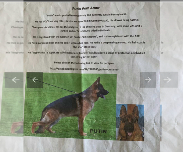 Medium Photo #7 German Shepherd Dog Puppy For Sale in FAIR LAWN, NJ, USA