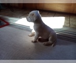 Small Photo #93 American Pit Bull Terrier-Labrador Retriever Mix Puppy For Sale in MOORESBORO, NC, USA