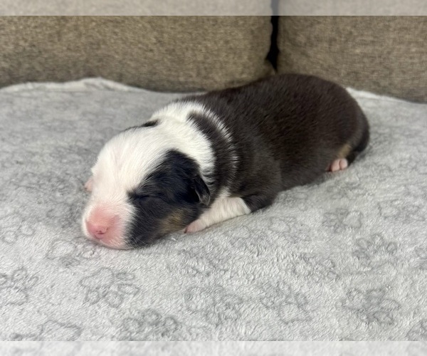 Medium Photo #77 Australian Shepherd Puppy For Sale in SALISBURY, NC, USA