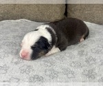 Small Photo #77 Australian Shepherd Puppy For Sale in SALISBURY, NC, USA