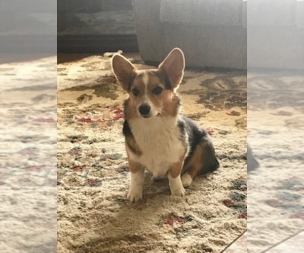 Medium Photo #1 Pembroke Welsh Corgi Puppy For Sale in GREELEY, CO, USA