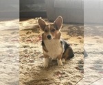 Small Photo #1 Pembroke Welsh Corgi Puppy For Sale in GREELEY, CO, USA