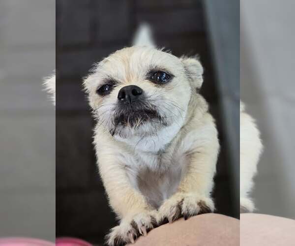 Medium Photo #6 Mutt Puppy For Sale in Sandy, UT, USA