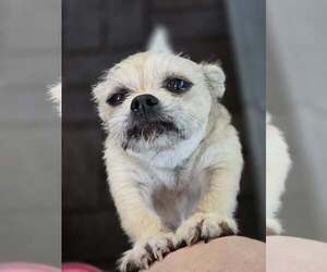 Fred Rogers - Male Mutt Dog for Adoption - Photo #6