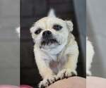 Small #5 Mutt