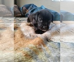 Puppy 10 Boxer-Mastiff Mix